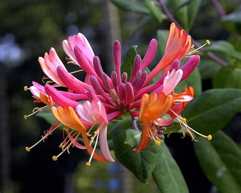 floral honeysuckle.